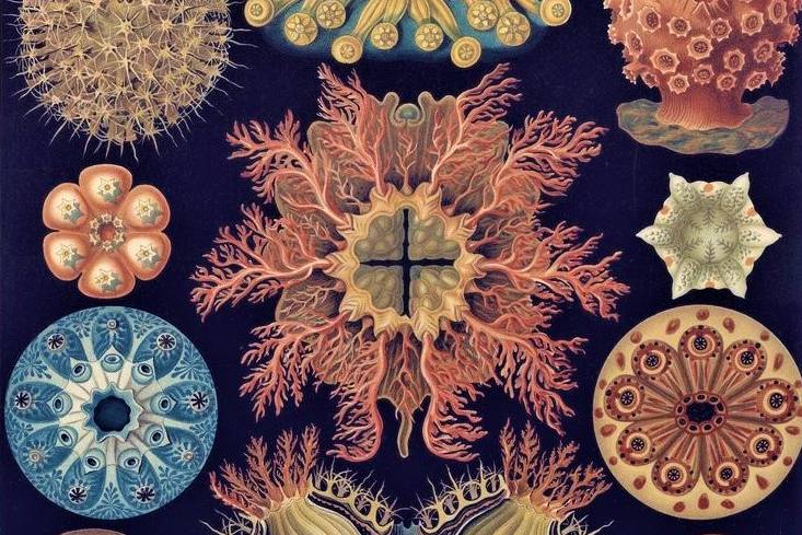 Planche de dessins Haeckel 