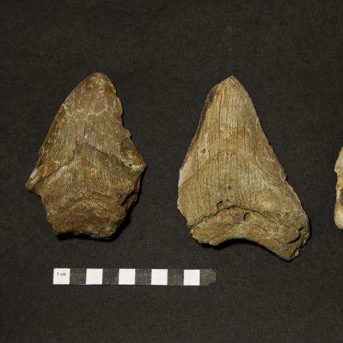 Dents d'Otodus megalodon - Collection du Muséum