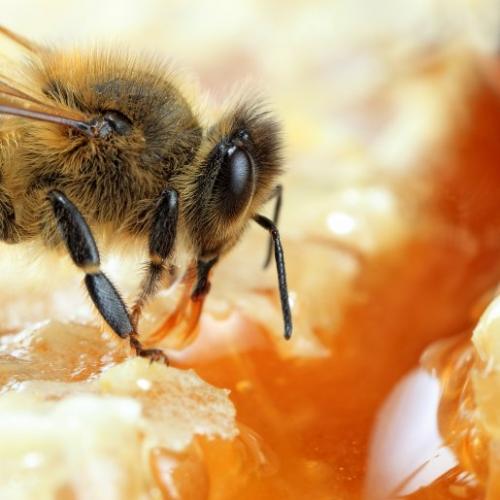Le génie des abeilles