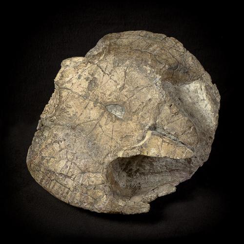 Tortue fossile (vue du dessous)