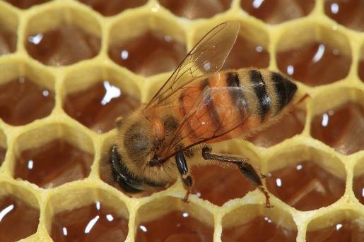 Le miel peut être utilisé dans ...