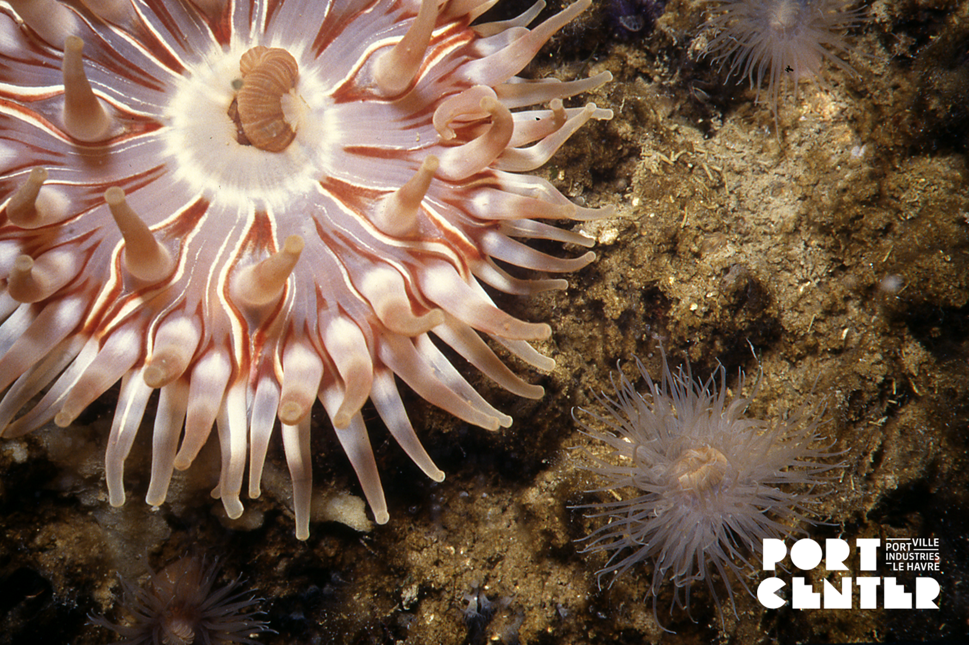 petites bêtes et grands bassins - Dahlia de mer Image dahlia de mer