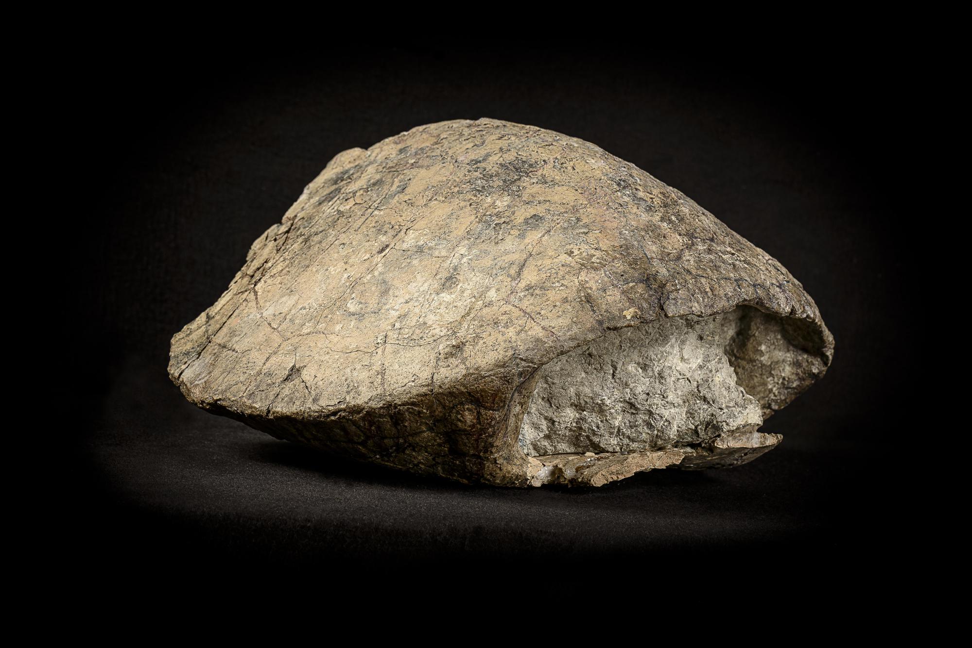 Tortue fossile
