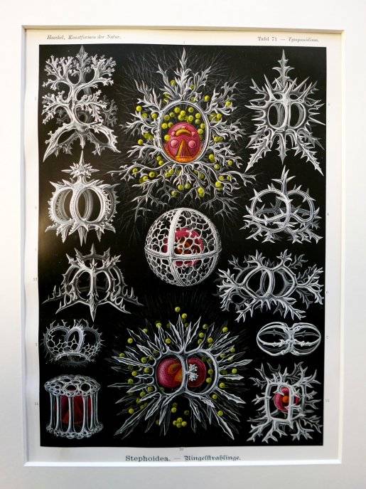 Planche de dessins Haeckel stephoidea