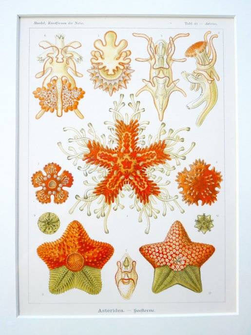 Planche de dessins Haeckel asteroidea