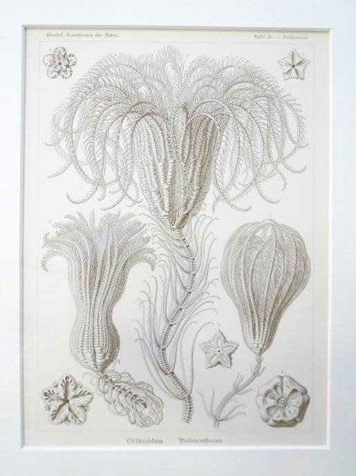 Planche de dessins Haeckel crinoidea