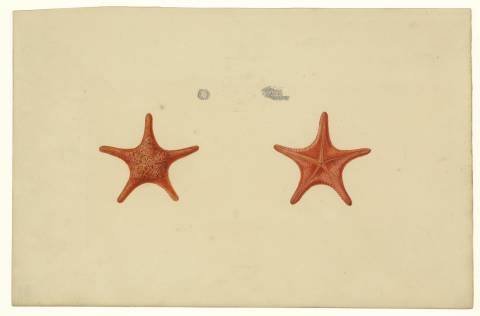 Étoile de mer, Nectria ocellifera (Lamarck, 1816). Charles-Alexandre Lesueur – vue aborale, vue orale et détails - aquarelle et crayon sur papier – 31,1 x 47,1 cm